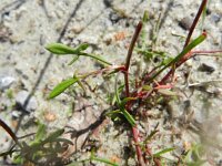 Rumex acetosella ssp acetosella 14, Schapenzuring, Saxifraga-Rutger Barendse