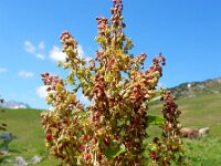 Rumex alpinus 11, Saxifraga-Ed Stikvoort