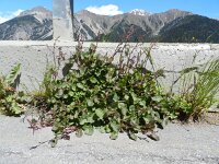 Rumex alpinus 17, Saxifraga-Rutger Barendse
