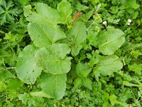 Rumex alpinus 18, Saxifraga-Rutger Barendse