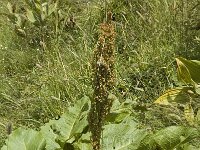 Rumex alpinus 2, Saxifraga-Jan van der Straaten