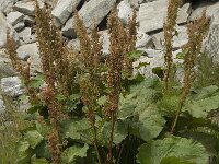 Rumex alpinus 5, Saxifraga-Willem van Kruijsbergen