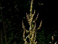 Rumex crispus 9, Krulzuring, Saxifraga-Jan van der Straaten