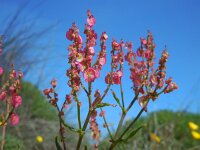 Rumex intermedius 3, Saxifraga-Ed Stikvoort
