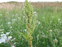 Rumex longifolius 11, Noordse zuring, Saxifraga-Rutger Barendse