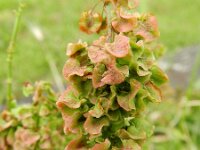 Rumex longifolius 7, Noordse zuring, Saxifraga-Rutger Barendse