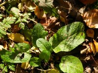 Rumex obtusifolius 10, Ridderzuring, Saxifraga-Rutger Barendse