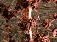 Rumex obtusifolius 11, Ridderzuring, Saxifraga-Rutger Barendse