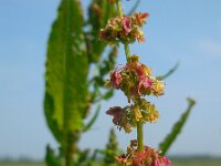 Rumex obtusifolius 18, Ridderzuring, Saxifraga-Ed Stikvoort