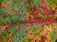 Rumex obtusifolius 2, Ridderzuring, Saxifraga-Rudmer Zwerver