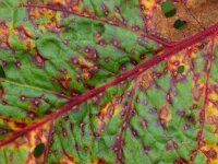 Rumex obtusifolius 3, Ridderzuring, Saxifraga-Rudmer Zwerver