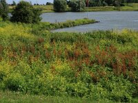 Rumex obtusifolius 5, Ridderzuring, Saxifraga-Hans Boll