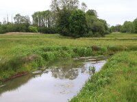 Rumex obtusifolius 7, Ridderzuring, Saxifraga-Hans Boll