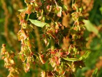 Rumex obtusifolius 8, Ridderzuring, Saxifraga-Rutger Barendse