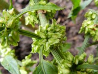Rumex obtusifolius ssp sylvestris 12, Saxifraga-Rutger Barendse