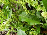 Rumex obtusifolius ssp sylvestris 13, Saxifraga-Rutger Barendse