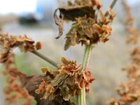 Rumex obtusifolius ssp transiens 15, Saxifraga-Rutger Barendse