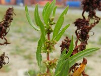 Rumex palustris 3, Moeraszuring, Saxifraga-Rutger Barendse
