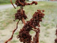 Rumex palustris 5, Moeraszuring, Saxifraga-Rutger Barendse