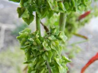 Rumex stenophyllus 4, Saxifraga-Rutger Barendse
