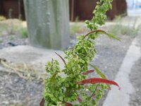 Rumex stenophyllus 5, Saxifraga-Rutger Barendse
