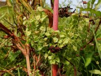 Rumex stenophyllus 7, Tandzuring, Saxifraga-Ed Stikvoort