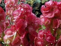 Rumex vesicarius 2, Saxifraga-Hans Grotenhuis