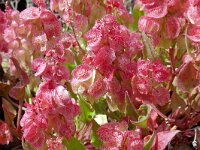 Rumex vesicarius 3, Saxifraga-Hans Grotenhuis