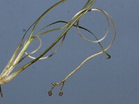 Ruppia cirrhosa 3, Spiraalruppia, Saxifraga-Peter Meininger