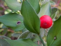 Ruscus aculeatus 14, Stekelige muizendoorn, Saxifraga-Ed Stikvoort
