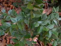 Ruscus aculeatus 16, Stekelige muizendoorn, Saxifraga-Ed Stikvoort