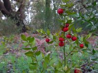 Ruscus aculeatus 19, Stekelige muizendoorn, Saxifraga-Ed Stikvoort