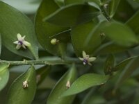 Ruscus aculeatus 2, Stekelige muizendoorn, Saxifraga-Willem van Kruijsbergen
