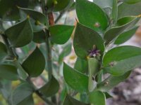 Ruscus aculeatus 21, Stekelige muizendoorn, Saxifraga-Ed Stikvoort