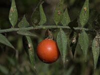 Ruscus aculeatus 7, Stekelige muizendoorn, Saxifraga-Willem van Kruijsbergen