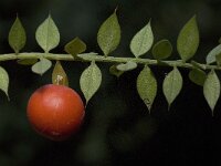 Ruscus aculeatus 8, Stekelige muizendoorn, Saxifraga-Willem van Kruijsbergen