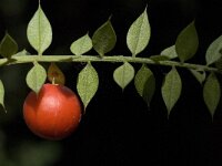 Ruscus aculeatus 9, Stekelige muizendoorn, Saxifraga-Willem van Kruijsbergen