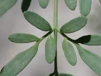 Ruta angustifolia 1, Saxifraga-Rutger Barendse