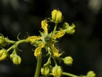 Ruta angustifolia 7, Saxifraga-Willem van Kruijsbergen