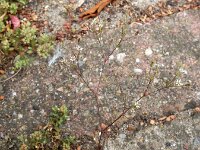 Sabulina tenuifolia 3, Tengere veldmuur, Saxifraga-Ed Stikvoort : tengere veldmuur Rotterdam-Alexander s9900