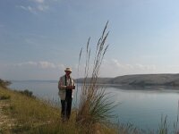 Saccharum ravennae 2, Saxifraga-Jasenka Topic