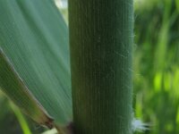 Saccharum ravennae 3, Saxifraga-Rutger Barendse