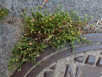 Sagina apetala 11, Donkere vetmuur, Saxifraga-Ed Stikvoort