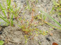 Sagina apetala 2, Donkere vetmuur, Saxifraga-Rutger Barendse