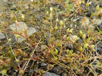 Sagina apetala 3, Donkere vetmuur, Saxifraga-Rutger Barendse