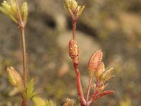 Sagina apetala 4, Donkere vetmuur, Saxifraga-Rutger Barendse