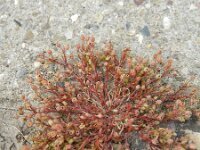 Sagina apetala 5, Donkere vetmuur, Saxifraga-Rutger Barendse