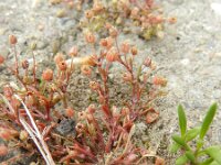 Sagina apetala 6, Donkere vetmuur, Saxifraga-Rutger Barendse