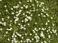Sagina glabra