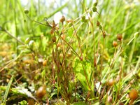 Sagina maritima 2, Zeevetmuur, Saxifraga-Rutger Barendse